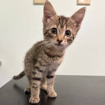 Rescue Domestic Short Hair Cats for Adoption in Cabot, Arkansas - Caboodle | PetCurious