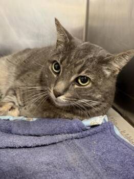 Gouda -  Domestic Short Hair Cat for Adoption in San Antonio, Texas - Gouda | PetCurious