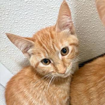 Blair -  Domestic Short Hair Cat for Adoption in Springfield, Illinois - Blair | PetCurious