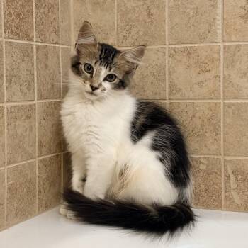 Crayon -  Domestic Short Hair Cat for Adoption in Hopkinton, Massachusetts - Crayon | PetCurious