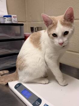 Domestic Short Hair Cats Available for Adoption in Irving, Texas - Cattuccino | PetCurious