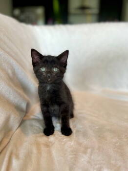 Rescue Domestic Short Hair Cats for Adoption in Nashville, Tennessee - Clove25 | PetCurious