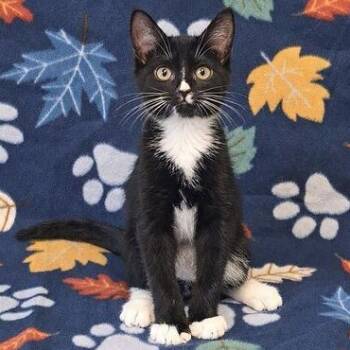 Corriander -  Domestic Short Hair Cat for Adoption in Valdosta, Georgia - Corriander | PetCurious