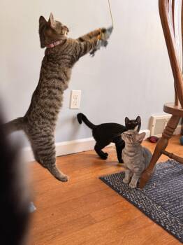 Seis -  Domestic Short Hair Cat for Adoption in Walled Lake, Michigan - Seis | PetCurious