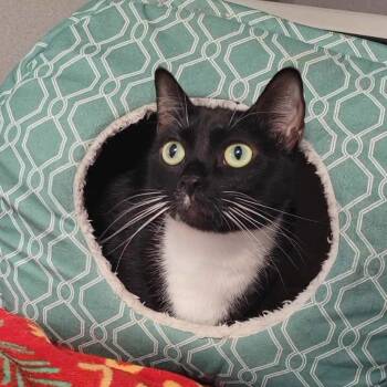 Rescue Domestic Short Hair Cats for Adoption in Washougal, Washington - Coco | PetCurious