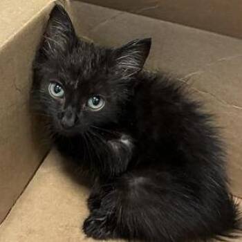 Pepperoni -  Domestic Short Hair Cat for Adoption in Greensboro, North Carolina - Pepperoni | PetCurious