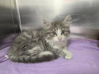 DUCHESS -  Domestic Medium Hair Cat for Adoption in Fort Lauderdale, Florida - DUCHESS | PetCurious