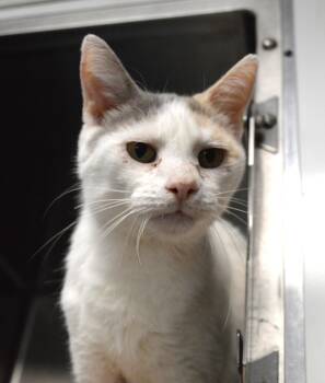 Val -  Domestic Short Hair Cat Available for Adoption - Val | PetCurious