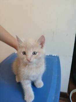 Stitch -  Domestic Short Hair Cat for Adoption in Lemont, Illinois - Stitch | PetCurious