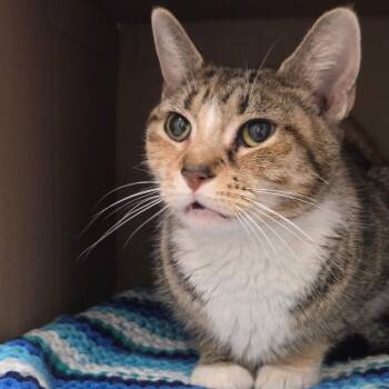 Chamomile -  Domestic Short Hair Cat for Adoption in Ballston Spa, New York - Chamomile | PetCurious