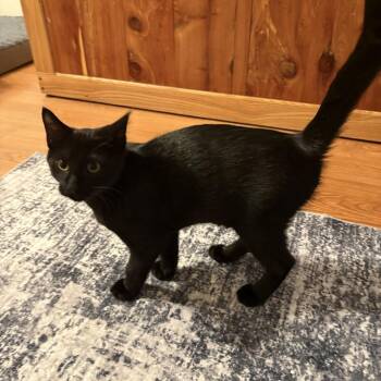 Duncan -  Domestic Short Hair Cat for Adoption in Canton, Illinois - Duncan | PetCurious