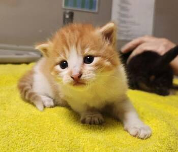 Nelson -  Domestic Short Hair Cat for Adoption in Dublin, California - Nelson | PetCurious