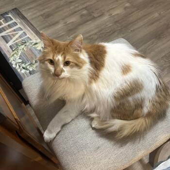 Domestic Medium Hair Cats Available for Adoption - Juju - Home To Home | PetCurious