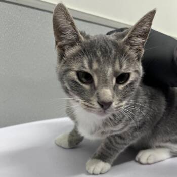 Miso -  Domestic Short Hair Cat for Adoption in Tampa, Florida - Miso | PetCurious