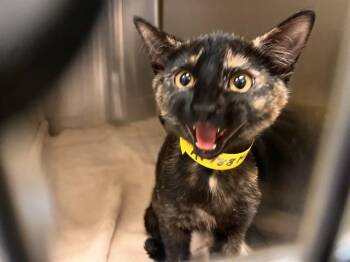 KARUMI -  Domestic Short Hair Cat for Adoption in Colorado Springs, Colorado - KARUMI | PetCurious