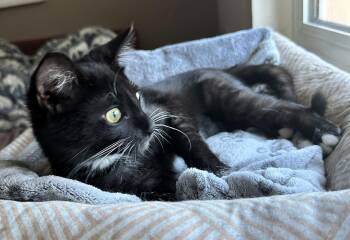 Tuxedo and Domestic Short Hair Cats Available for Adoption - Bigotina | PetCurious