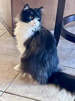 Domestic Long Hair Cats Available for Adoption in Green Valley, Arizona - Lainey | PetCurious