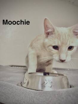 Moochie -  Domestic Short Hair Cat for Adoption in Zimmerman, Minnesota - Moochie | PetCurious
