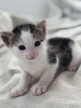 Domestic Short Hair Cats Available for Adoption - Little Bear | PetCurious