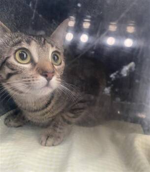 AURORA -  Domestic Short Hair Cat for Adoption in Dallas, Texas - AURORA | PetCurious