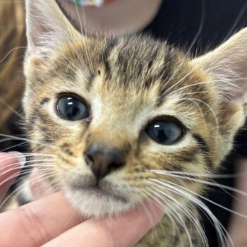 Soba -  Domestic Short Hair Cat for Adoption in Franklin, North Carolina - Soba | PetCurious