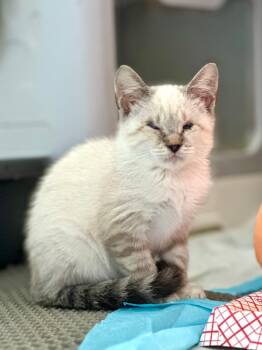 Rescue Siamese Cats for Adoption in Quail Heights, Florida - Casper | PetCurious