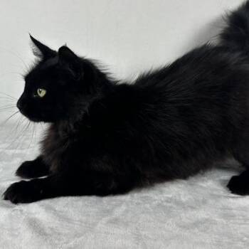 Emerald -  Domestic Long Hair Cat for Adoption in Johnson City, Tennessee - Emerald | PetCurious