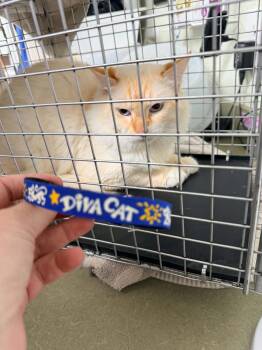 Lima -  Domestic Long Hair Cat for Adoption in Lincoln, California - Lima | PetCurious