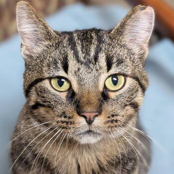 Jo Church -  Domestic Short Hair Cat for Adoption in Jefferson, Wisconsin - Jo Church | PetCurious