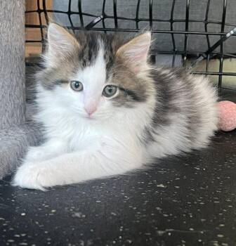 Crash -  Domestic Long Hair Cat for Adoption in Kenosha, Wisconsin - Crash | PetCurious