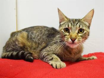 SWEET SERENA -  Domestic Short Hair Cat for Adoption in Sacramento, California - SWEET SERENA | PetCurious