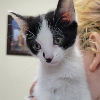 Domestic Short Hair Cats Available for Adoption in Mazon, Illinois - Miso | PetCurious