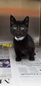 Mike -  Domestic Short Hair Cat for Adoption in Marion, Mississippi - Mike | PetCurious