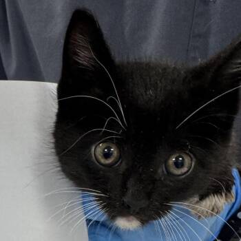 Atlas -  Domestic Short Hair Cat for Adoption in Newark, New Jersey - Atlas | PetCurious