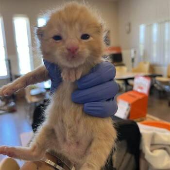 Pancake 54432 -  Domestic Short Hair Cat for Adoption in Las Vegas, Nevada - Pancake 54432 | PetCurious