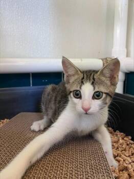 Mimi -  Domestic Short Hair Cat for Adoption in Honolulu, Hawaii - Mimi | PetCurious
