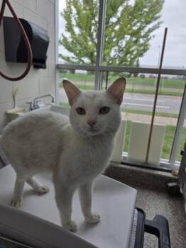 Swanson -  Domestic Short Hair Cat for Adoption in Westland, Michigan - Swanson | PetCurious