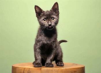 ASHOKA -  Domestic Short Hair Cat for Adoption in Brentwood, Missouri - ASHOKA | PetCurious