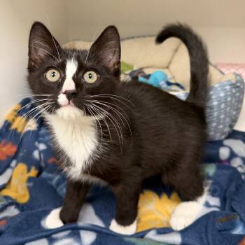 Knucks -  Domestic Short Hair Cat for Adoption in Stillwater, Oklahoma - Knucks | PetCurious