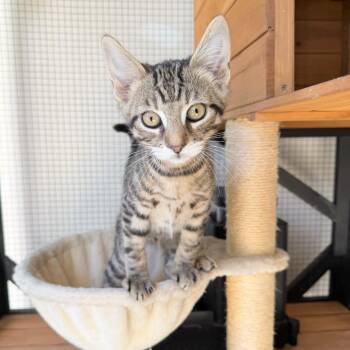 Fingal the Fearless -  Domestic Short Hair Cat for Adoption in Fredericksburg, Virginia - Fingal The Fearless | PetCurious