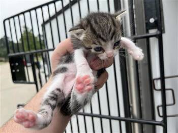 Domestic Short Hair Cats Available for Adoption in Houston, Texas - A655568 | PetCurious