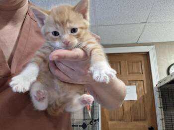 Salami G. -  Domestic Short Hair Cat for Adoption in West Peoria, Illinois - Salami G. | PetCurious