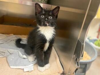 FRUIT LOOP -  Domestic Short Hair Cat for Adoption in Fort Wayne, Indiana - FRUIT LOOP | PetCurious