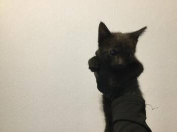A1938494 -  Domestic Short Hair Cat for Adoption in Thousand Palms, California - A1938494 | PetCurious