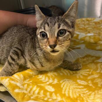 Dr. Pepper -  Domestic Short Hair Cat for Adoption in Lake Jackson, Texas - Dr. Pepper | PetCurious
