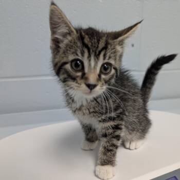 Domestic Short Hair Cats Available for Adoption in Indianapolis, Indiana - Dr. Elsey | PetCurious