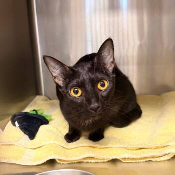 Dolly Parton -  Domestic Short Hair Cat for Adoption in Indianapolis, Indiana - Dolly Parton | PetCurious