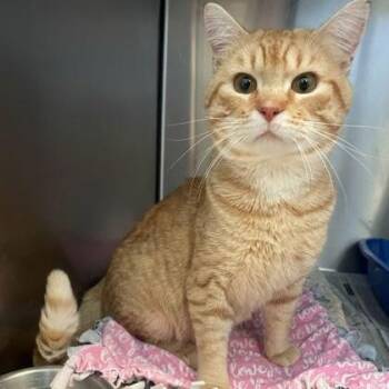 Finnegan -  Domestic Short Hair Cat for Adoption in Rochester, Minnesota - Finnegan | PetCurious