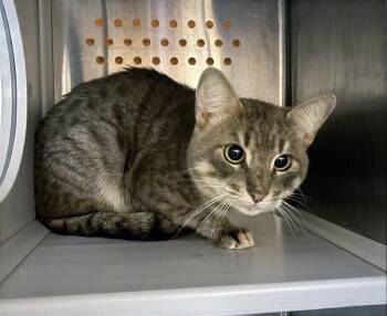 Catatonic -  Domestic Short Hair Cat for Adoption in Nashville, Tennessee - Catatonic | PetCurious