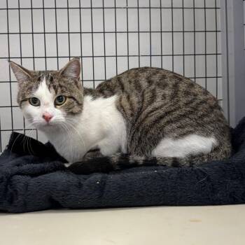 Maple -  Domestic Short Hair Cat for Adoption in Columbiana, Alabama - Maple | PetCurious